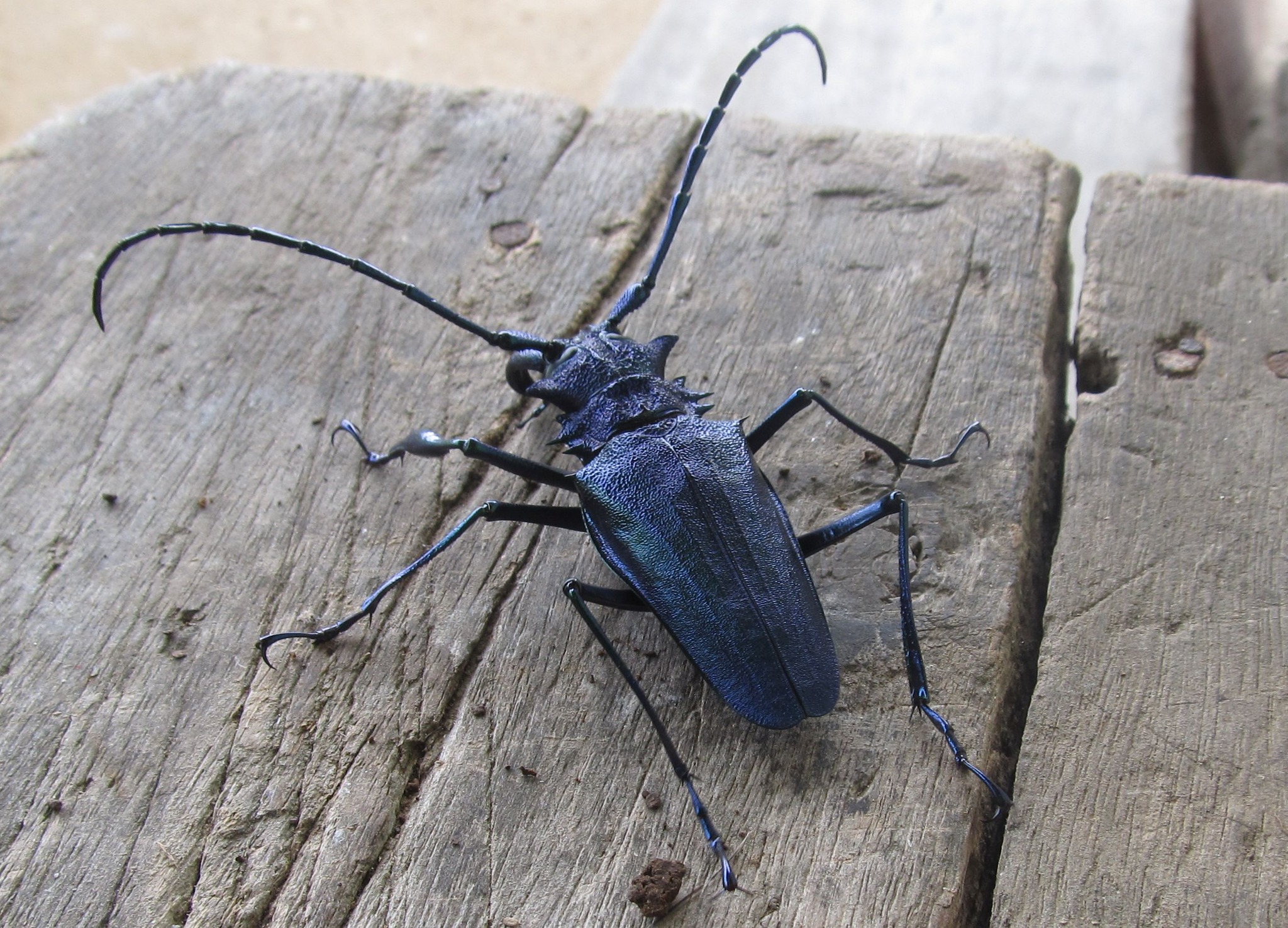 標本 Peru Psalidognathus s.p 62mm Peru Psalidognathus s.p 62mm