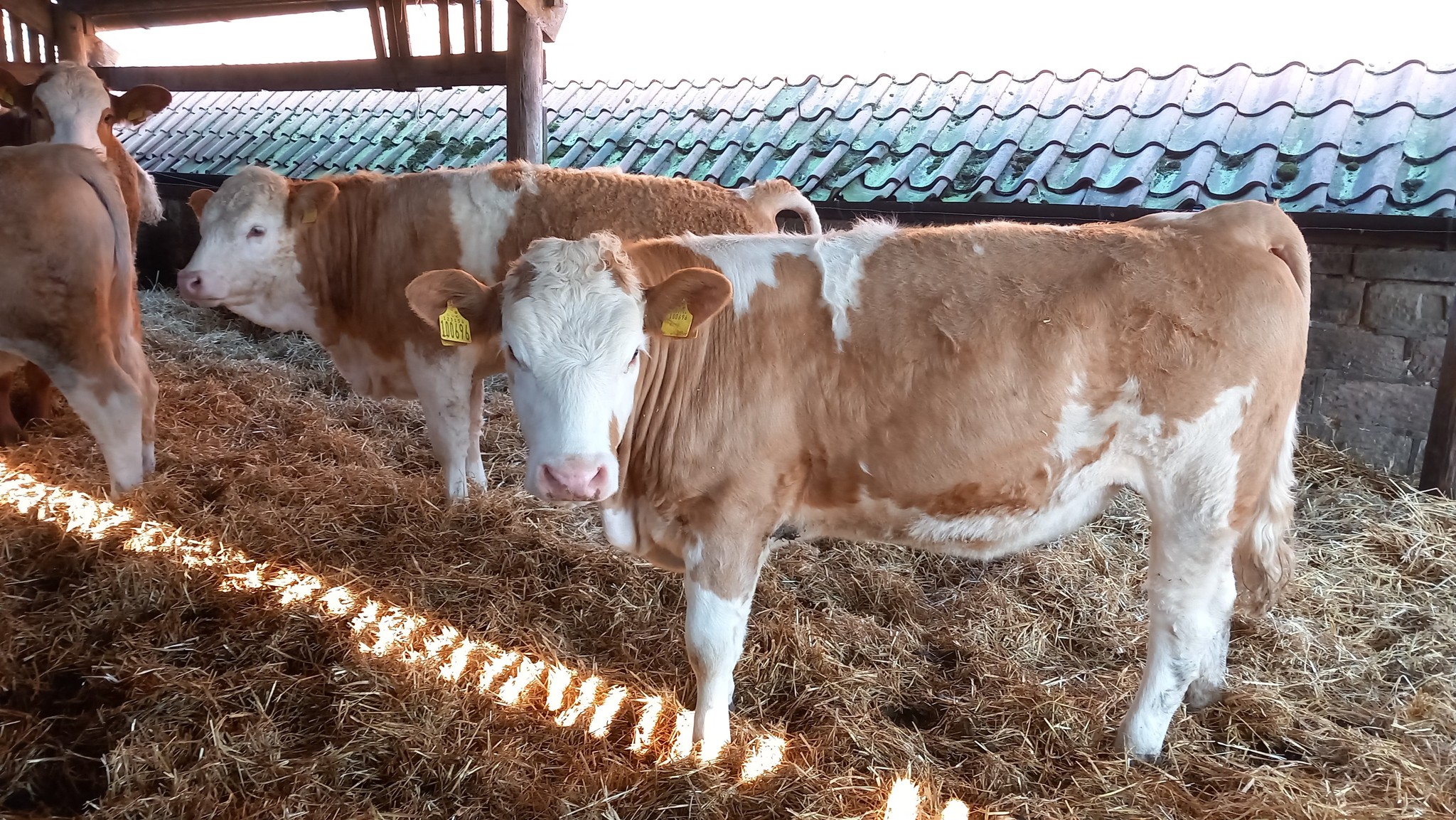 Starside Polled Simmentals... - Starside Polled Simmentals
