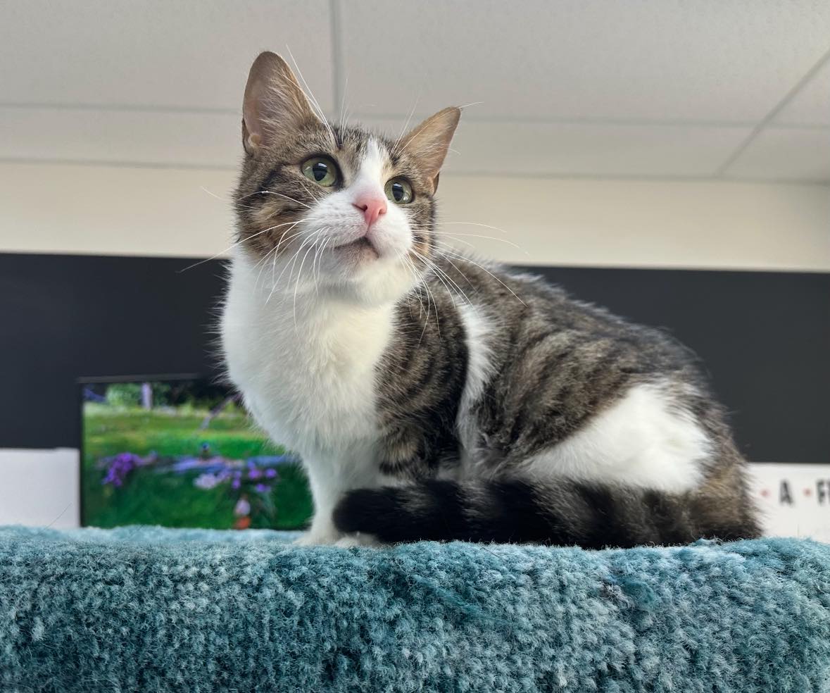 Kitchener Stray Cat Rescue... - Kitchener Stray Cat Rescue