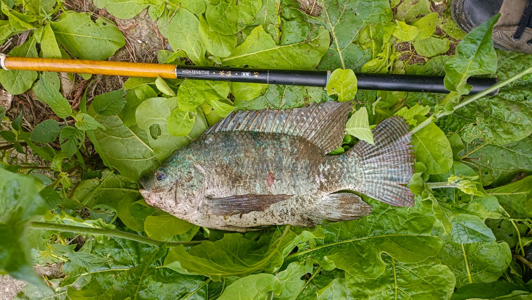 Ini SUNGAI Apa KALI,,Ikan nya Kok Melimpah Seperti ini,,Bikin Betah ...