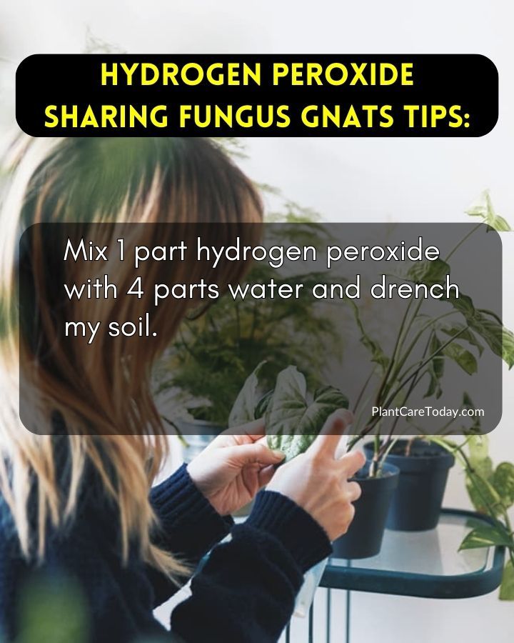 Plant - Hydrogen Peroxide Could Talk About Fungus Gnats | Facebook