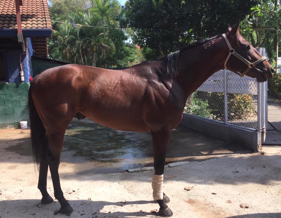 Bell Racing Stable