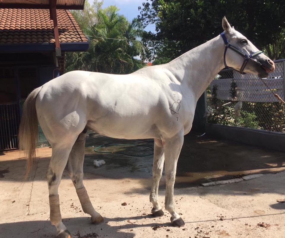 Bell Racing Stable
