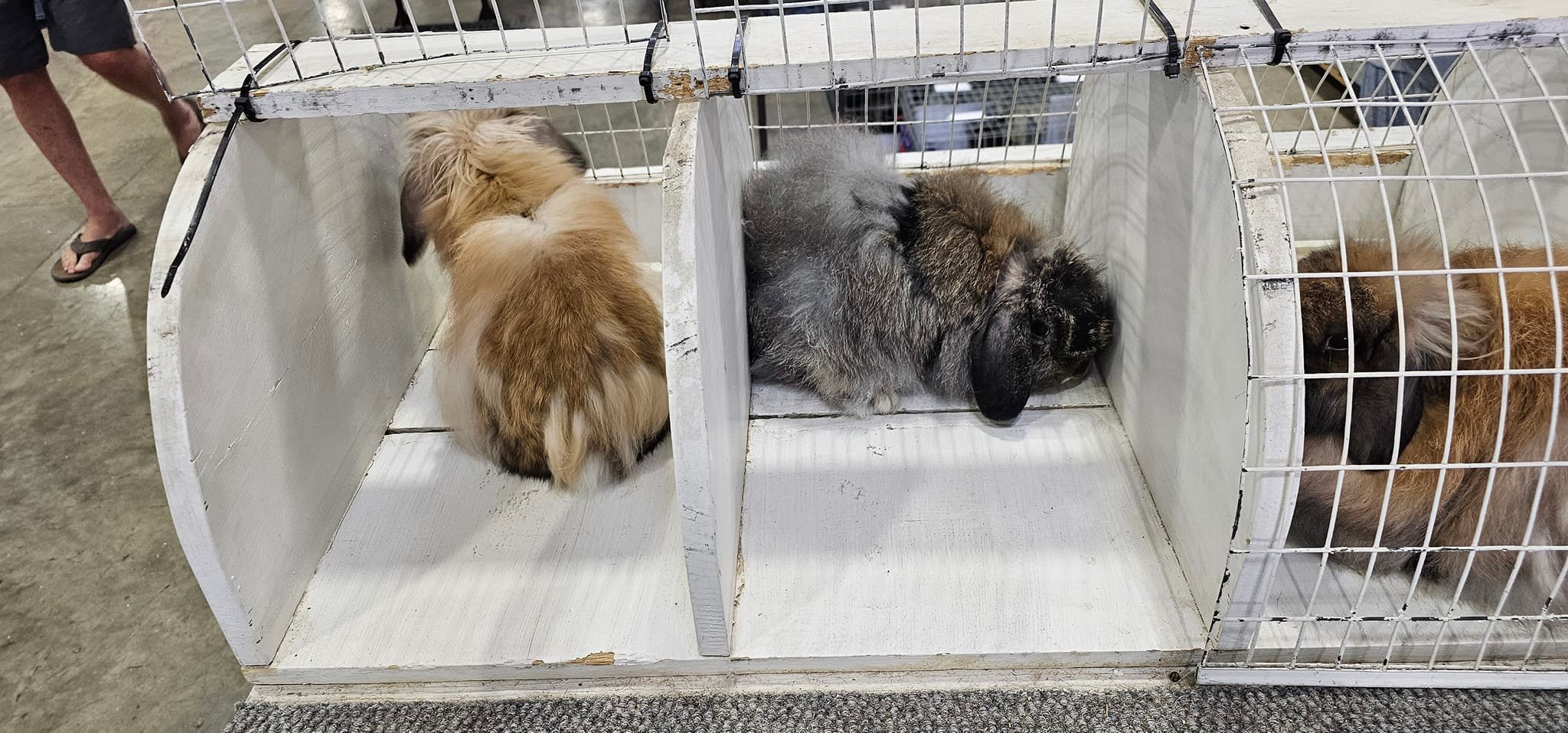 Northwest Montana Rabbit Enthusiasts | Shelby MT