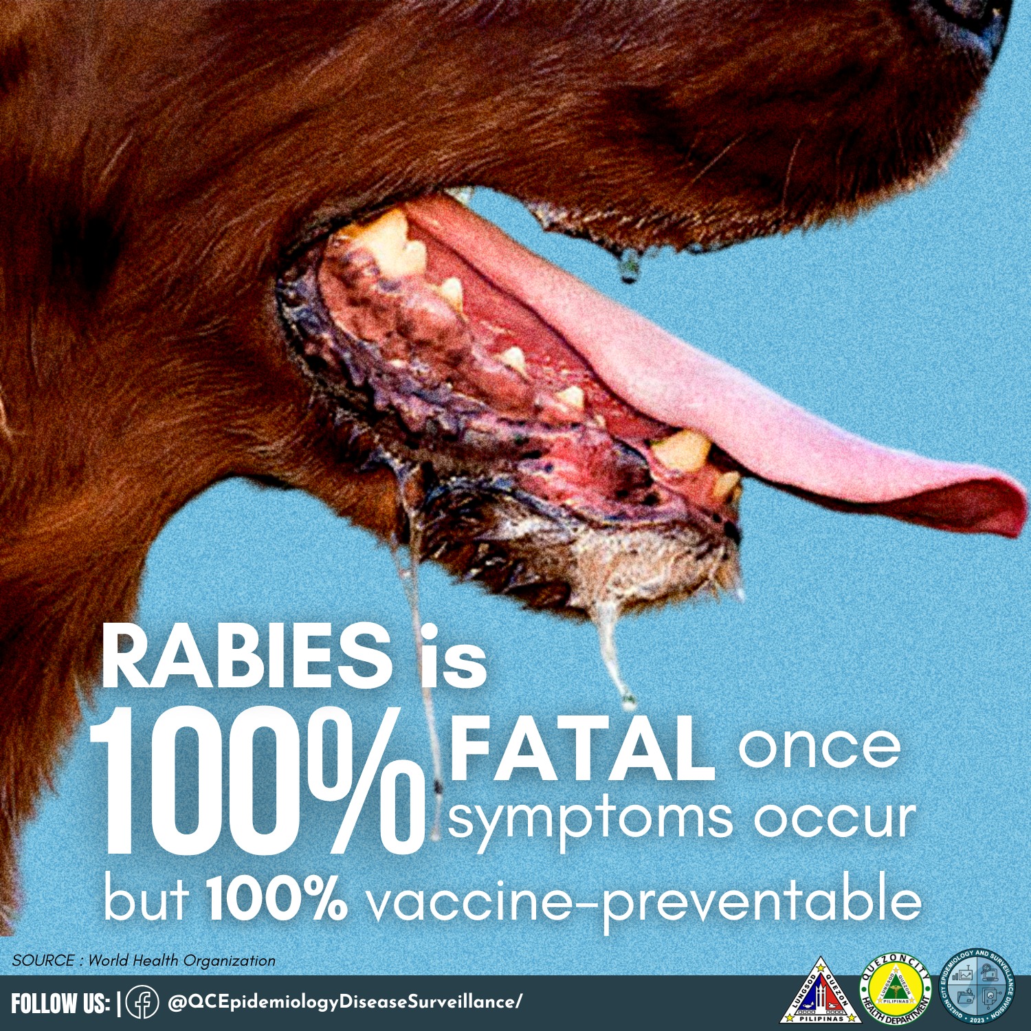 Quezon - Ang Rabies ay 100% na nakamamatay ngunit 100% ding maiiwasan ...