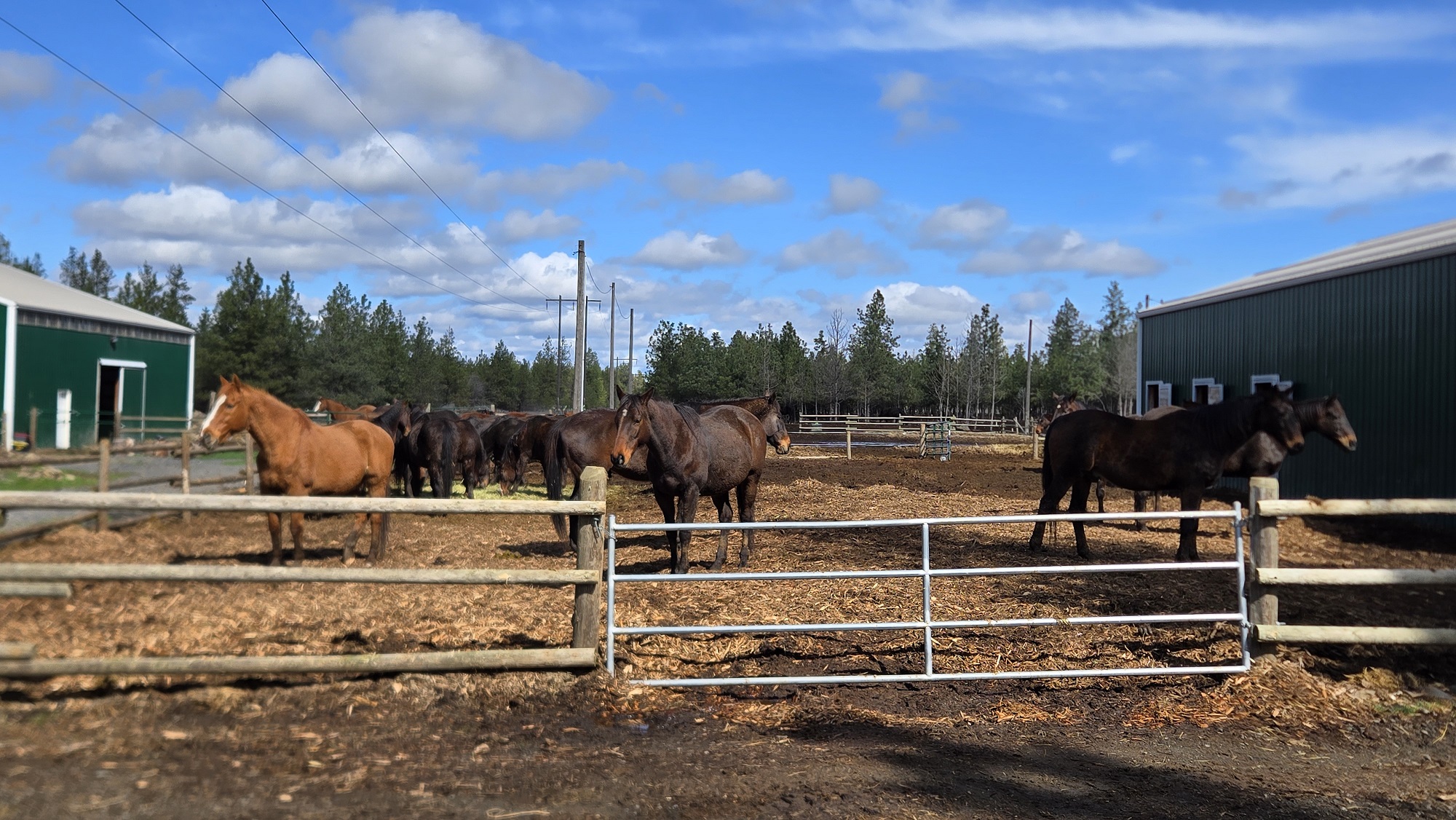 Blankets OFF! We're in... - Second Chance Ranch - Washington | Facebook