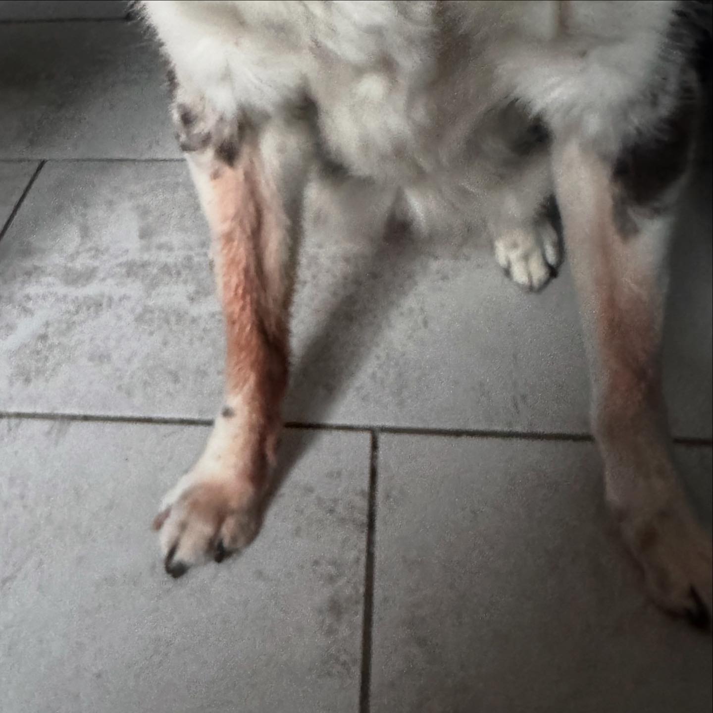 Strong Paws Rescue | Croton-on-Hudson NY