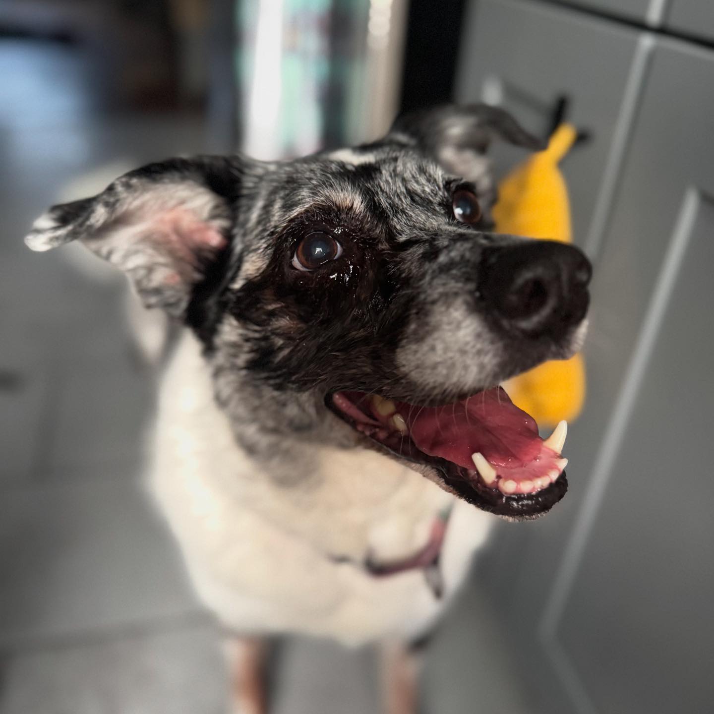 Strong Paws Rescue | Croton-on-Hudson NY