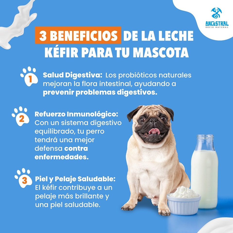 Ancestral - ¡Agrega leche kéfir a la dieta de tu perro y comienza a ...