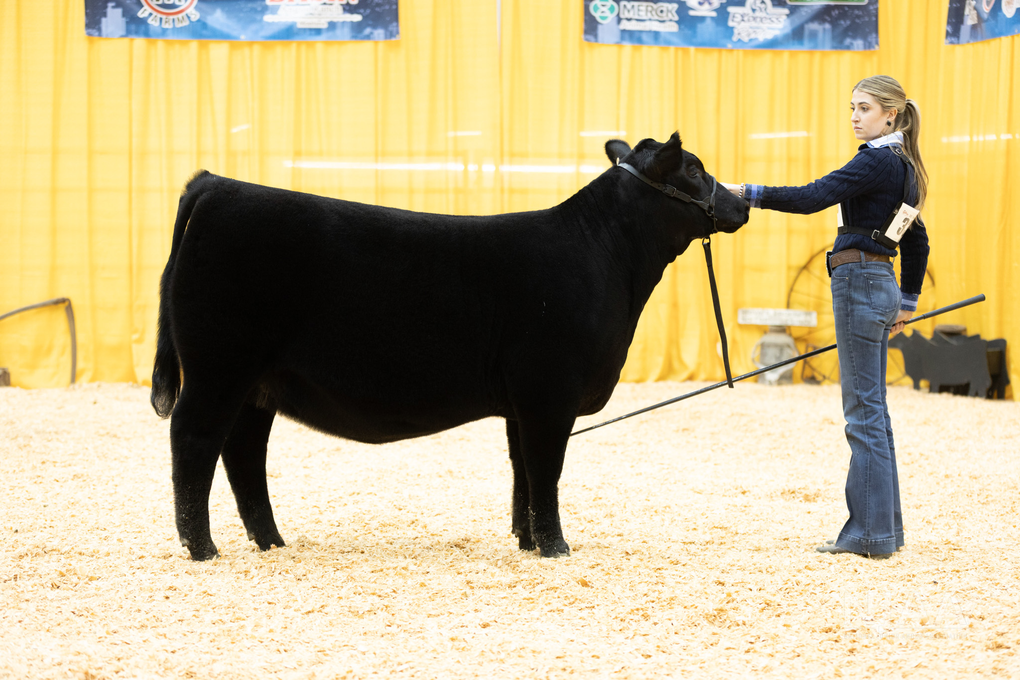 National - The Champion Summer Heifer Calf at the 2025 Western Regional ...
