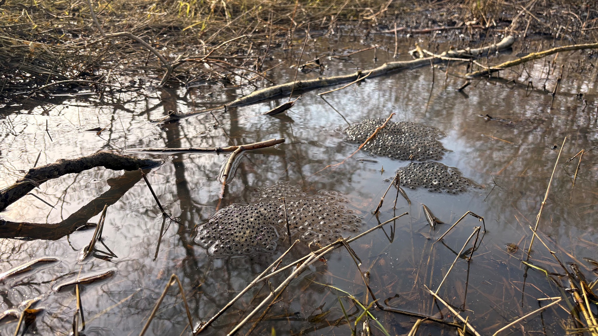 Check out the early signs of Spring... - Sheldon Country Park | Facebook