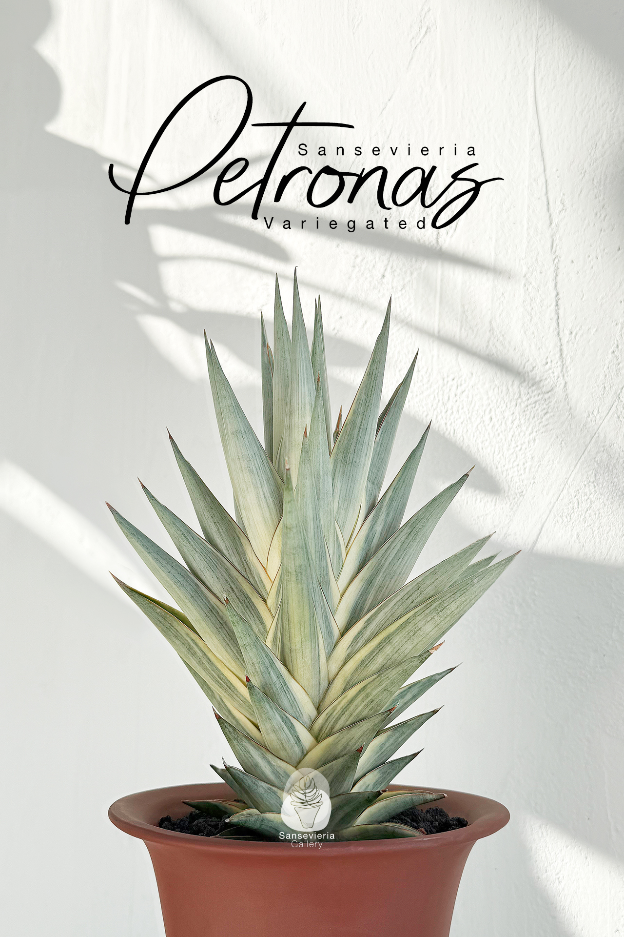 Sansevieria Lavranos 1970 white striata variegated #Sansevieria