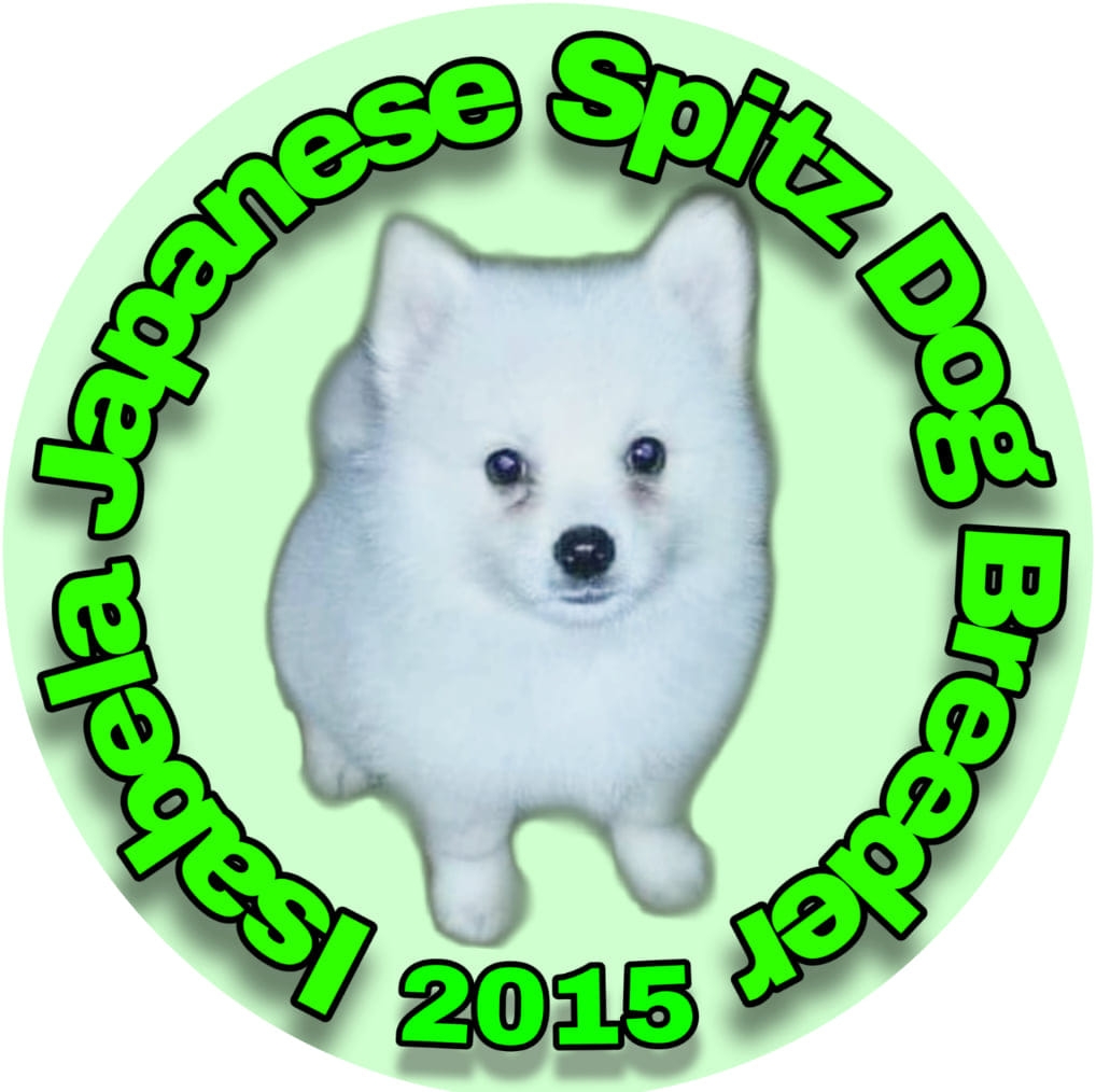 Japanese Spitz Club added a new photo. - Japanese Spitz Club