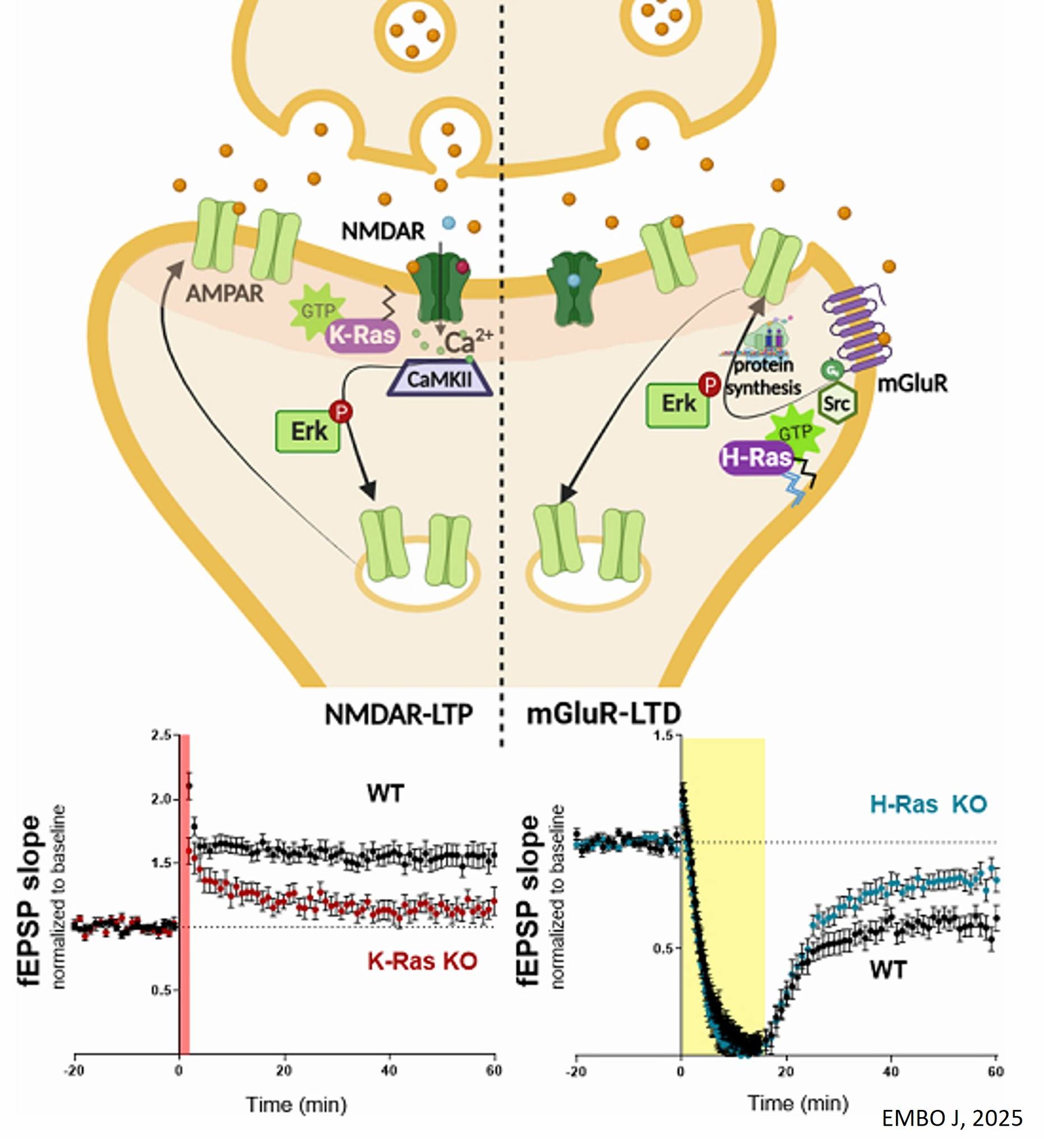 Science - Ras isoforms regulate synaptic plasticity The roles of ...