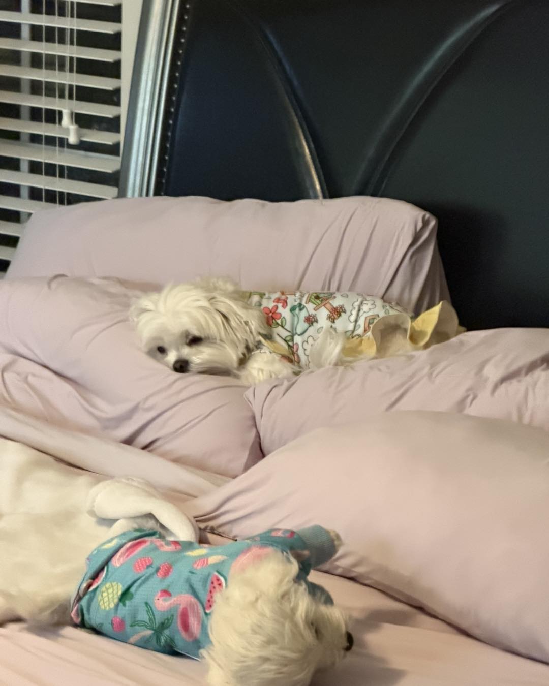 she gets dressed up like a pillow Get Taylor Swift's Coop on sale at Amazon for Memorial Day as she effortlessly sped downhill Pillow Challenge  Have You