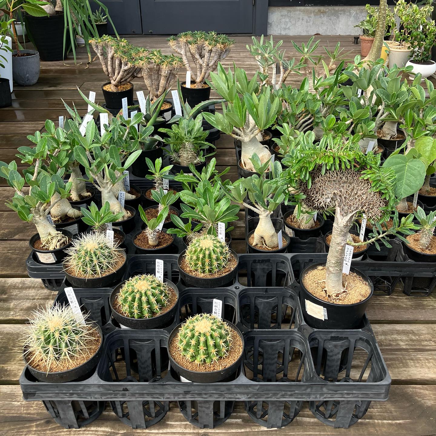 塊根植物 #観葉植物 #多肉植物 #塊根植物 #塊根植物初心者 #塊根植物 