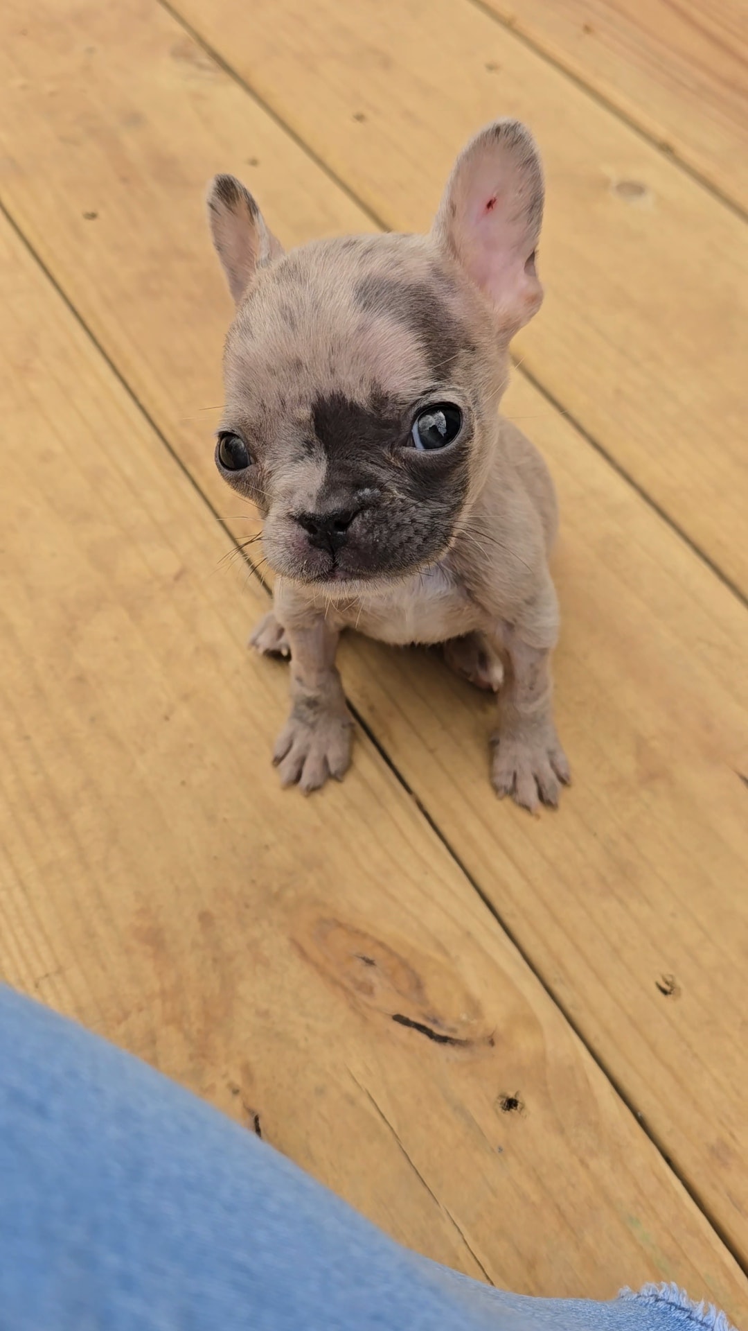 Pitiful - ️Not up for adoption~pupdate ️ Feeling better but still has ...