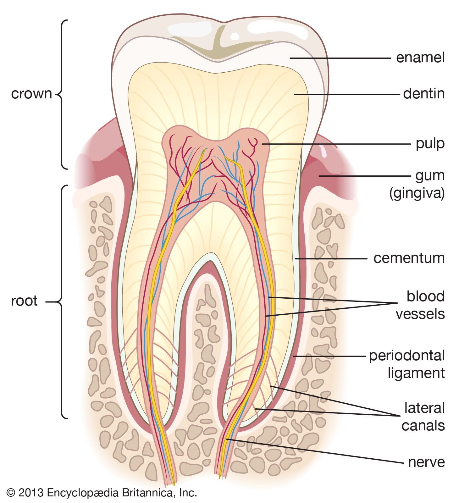 Dental Earth | Dhaka