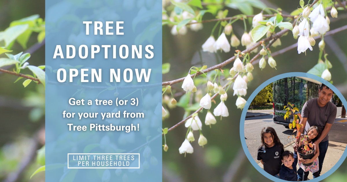 Tree - 🗣 🗣 Trees available! We have trees remaining at our adoption in ...