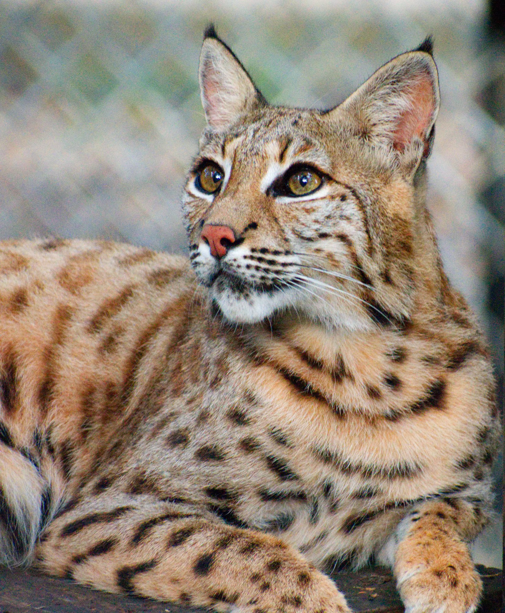 Bobcat coat patterns vary widely