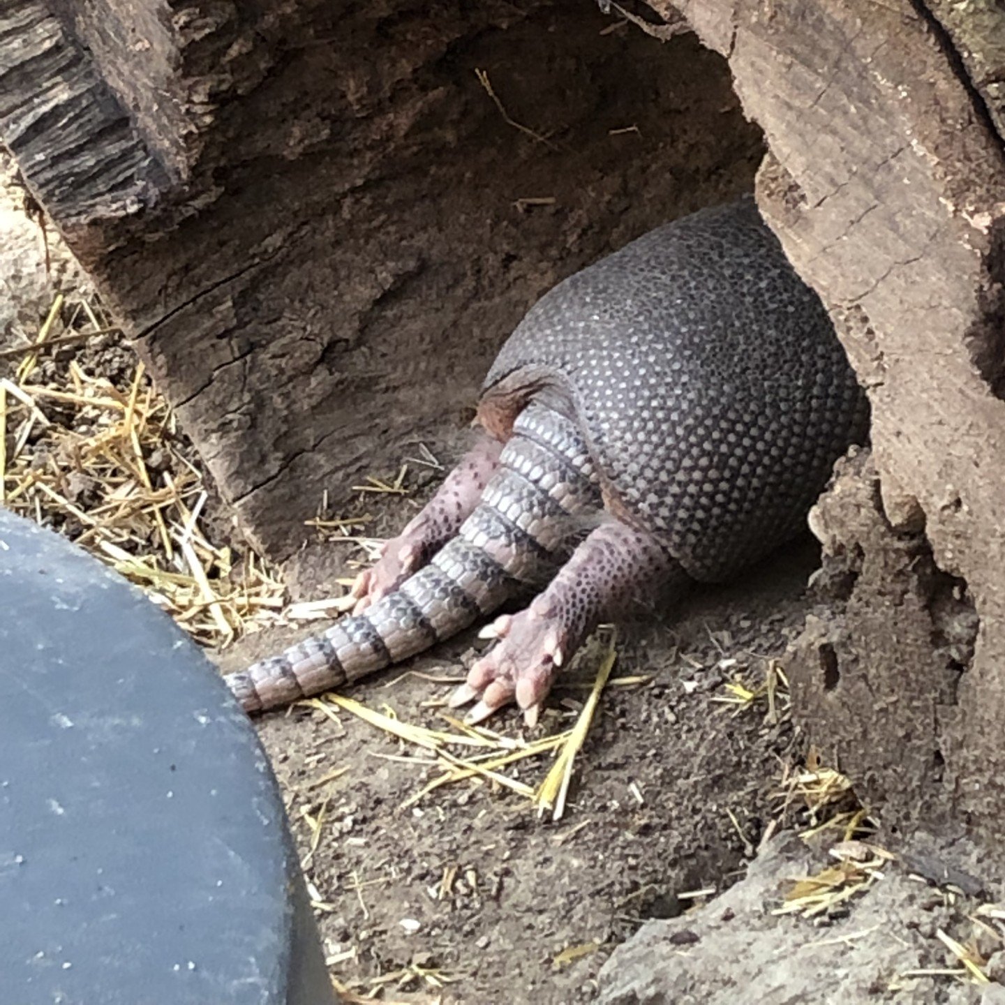 Cosley Zoo | Wheaton IL