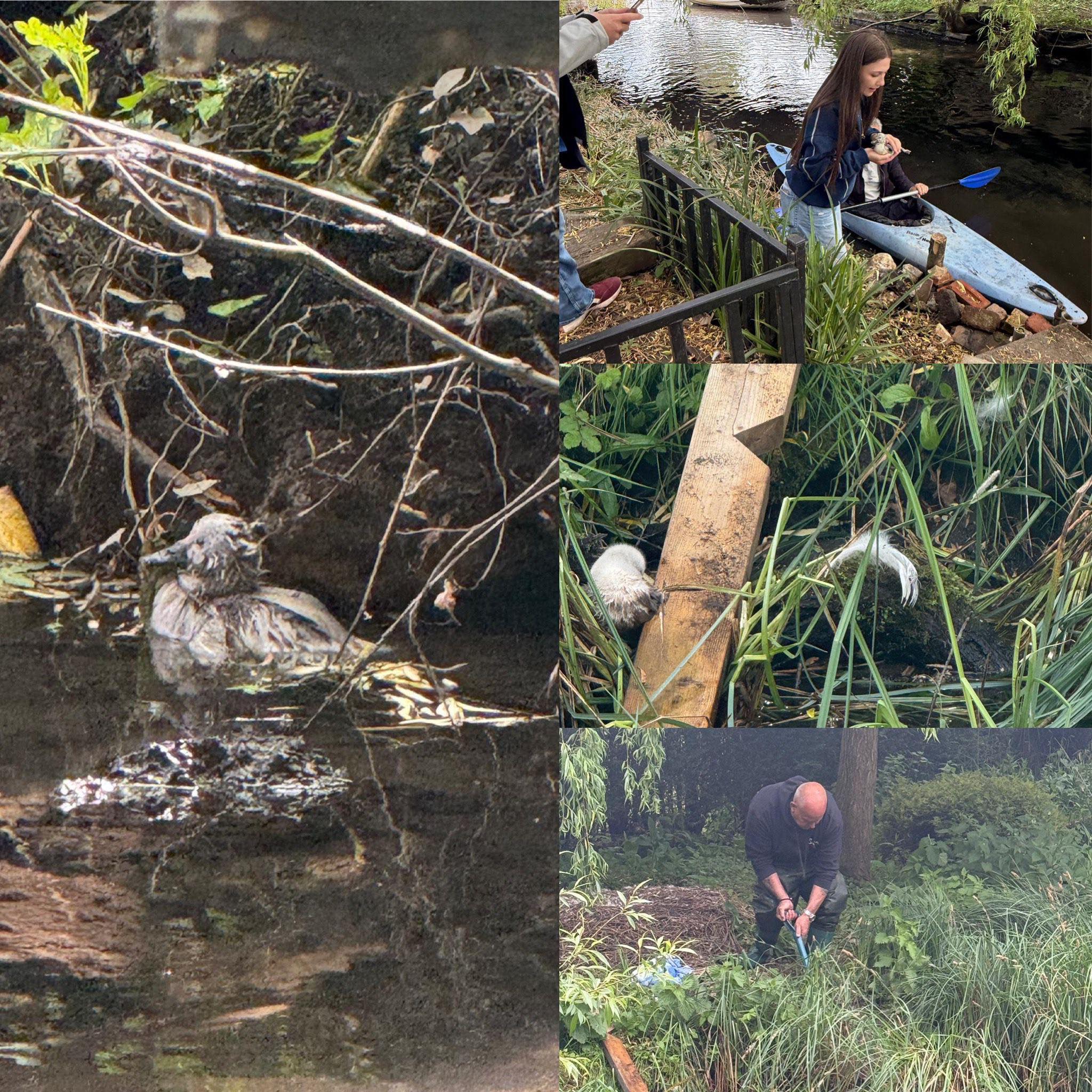 Swan - A lucky rescue this afternoon... We were called out to help a ...
