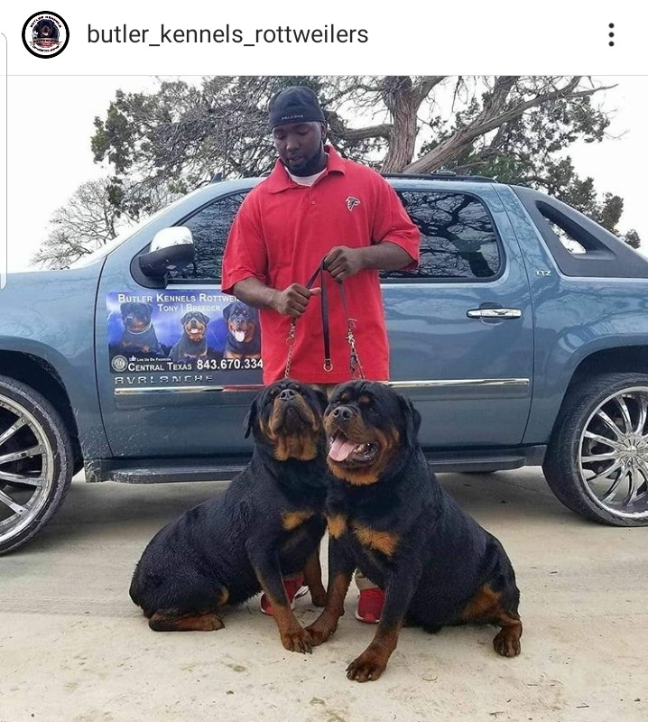 Butler Kennels Rottweilers - Home