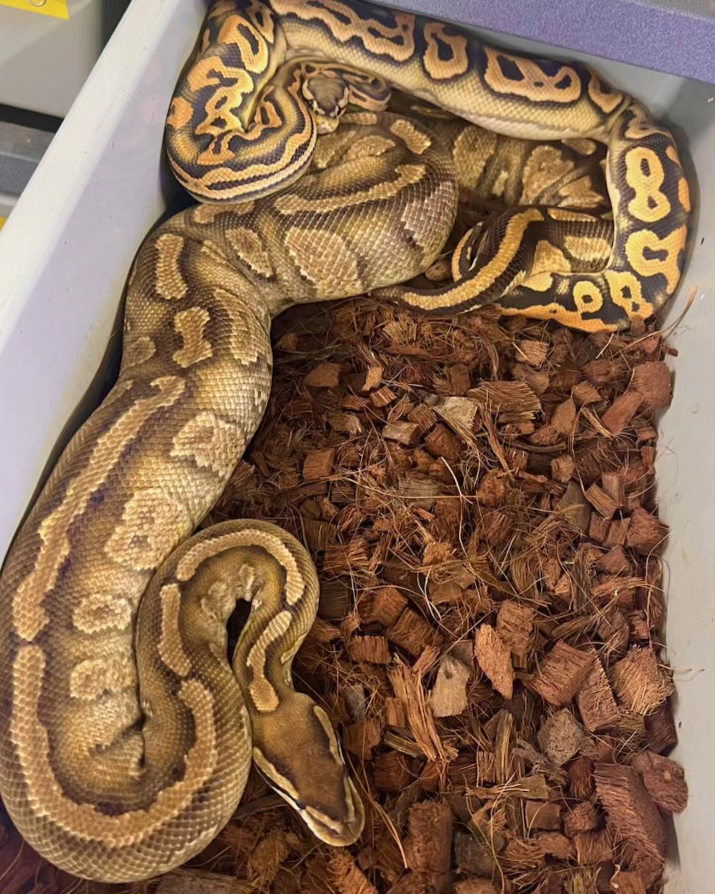Milbradt & Caponetto Pythons | Wichita KS