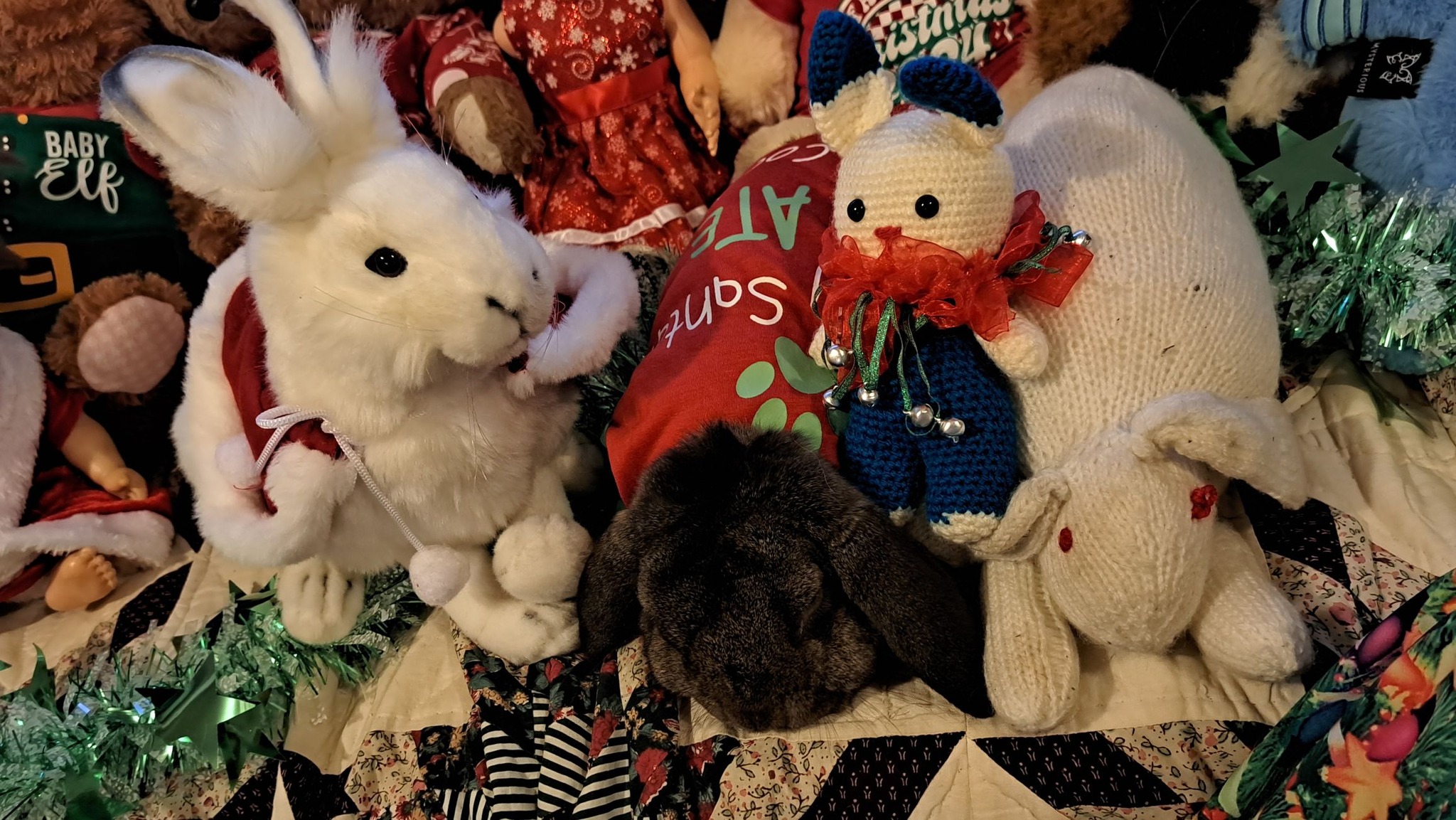 Blue Mountains Rabbit Club