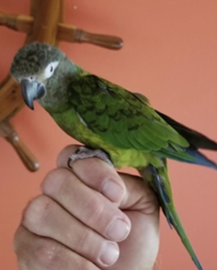 The Alaska - LONG-TERM BIRD-SITTING NEEDED: Skipper the dusky conure ...