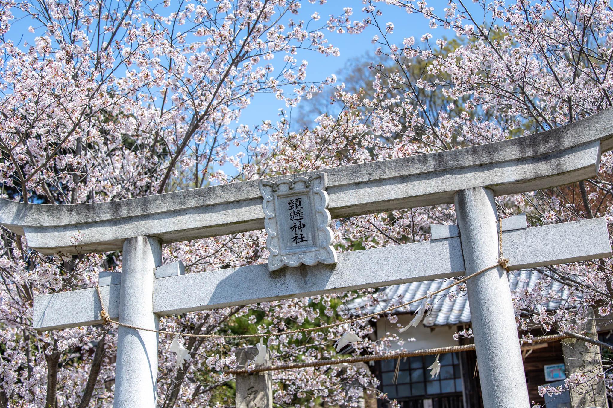 今年の春を、ひとひらおすそわけ。 三野町のため池に寄り添う桜たち