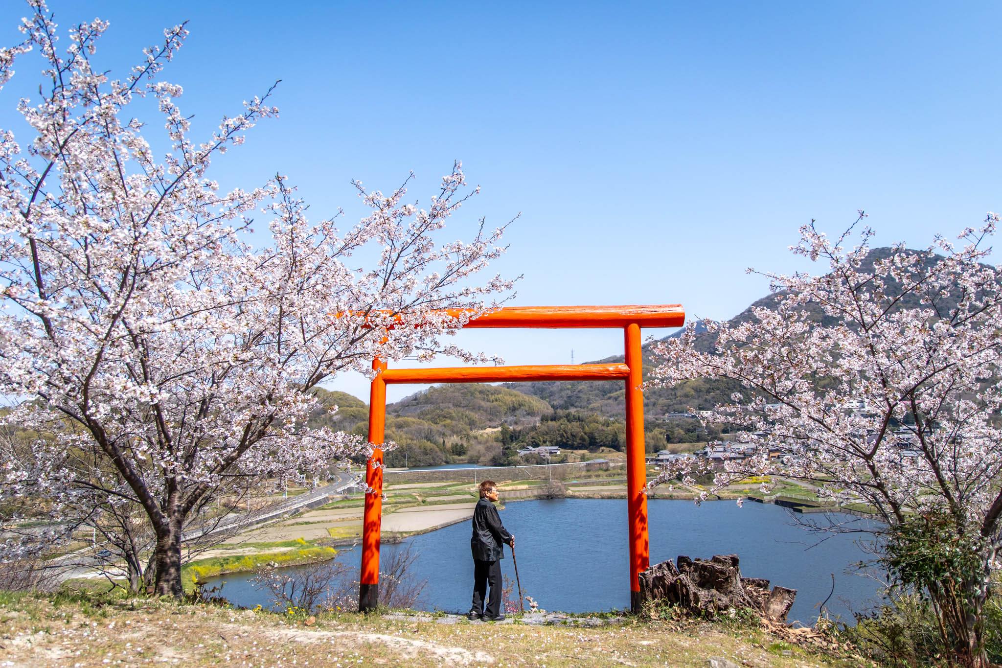今年の春を、ひとひらおすそわけ。 三野町のため池に寄り添う桜たち