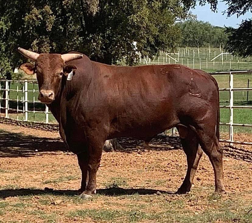 Woopaa - A exciting set of Woopaa calves! Congrats BJ Cattle!