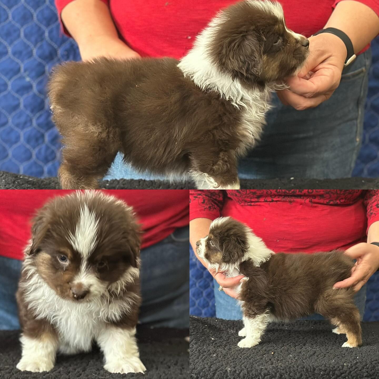 Donati Ranch Mini American Shepherd and Mini Aussies