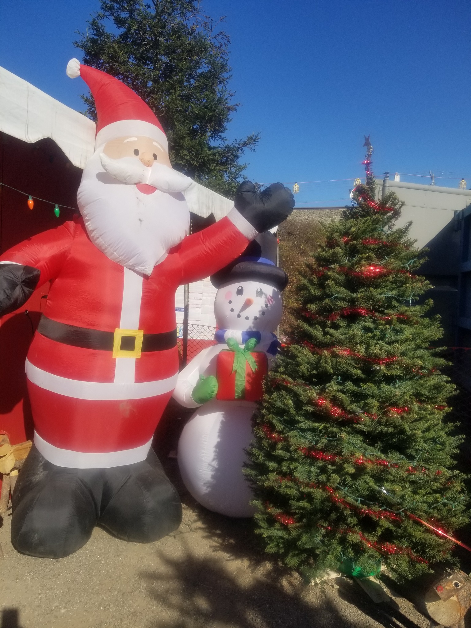ABC Tree Farms & Pick of the Patch Pumpkins Daly City | Daly City CA