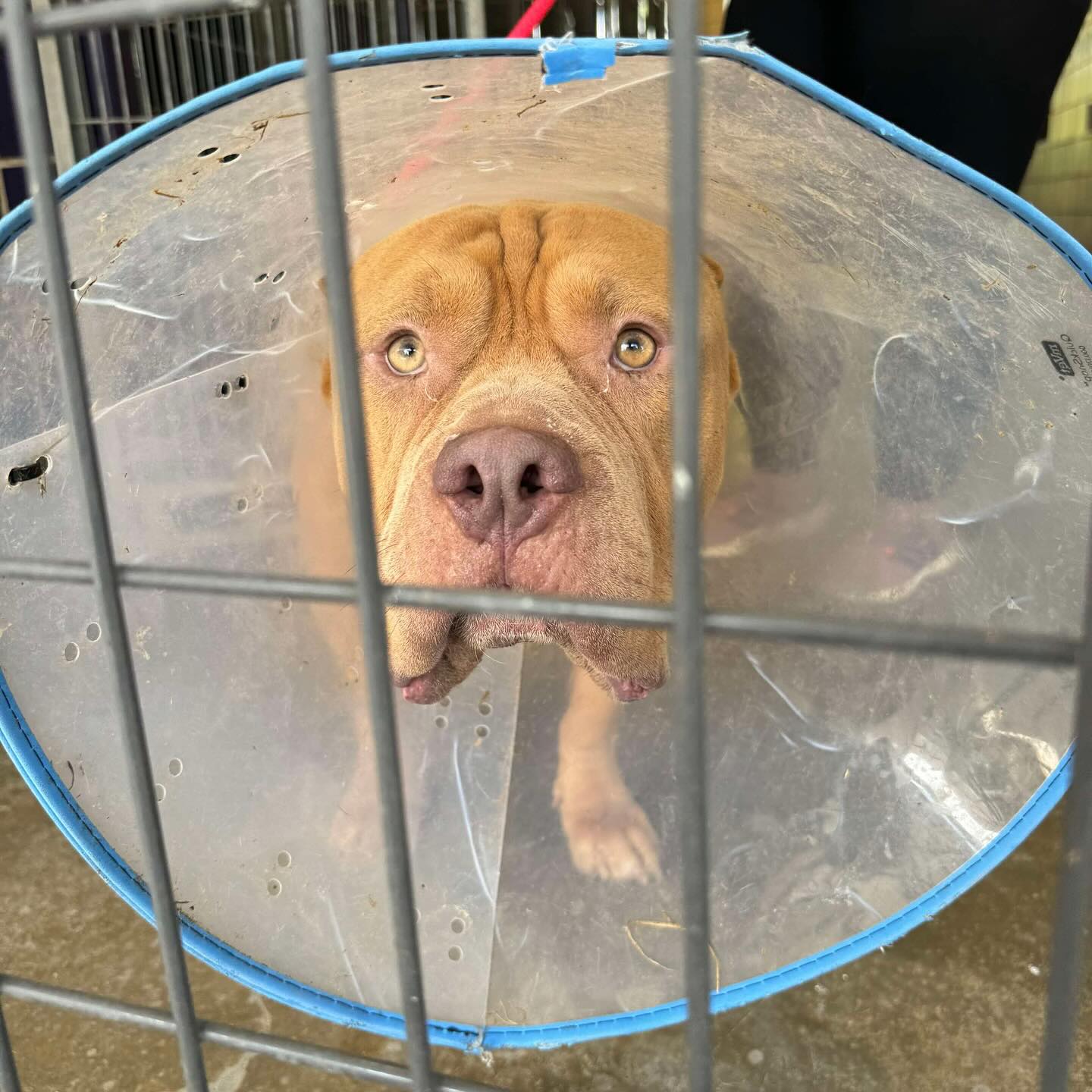 Strong Paws Rescue | Croton-on-Hudson NY
