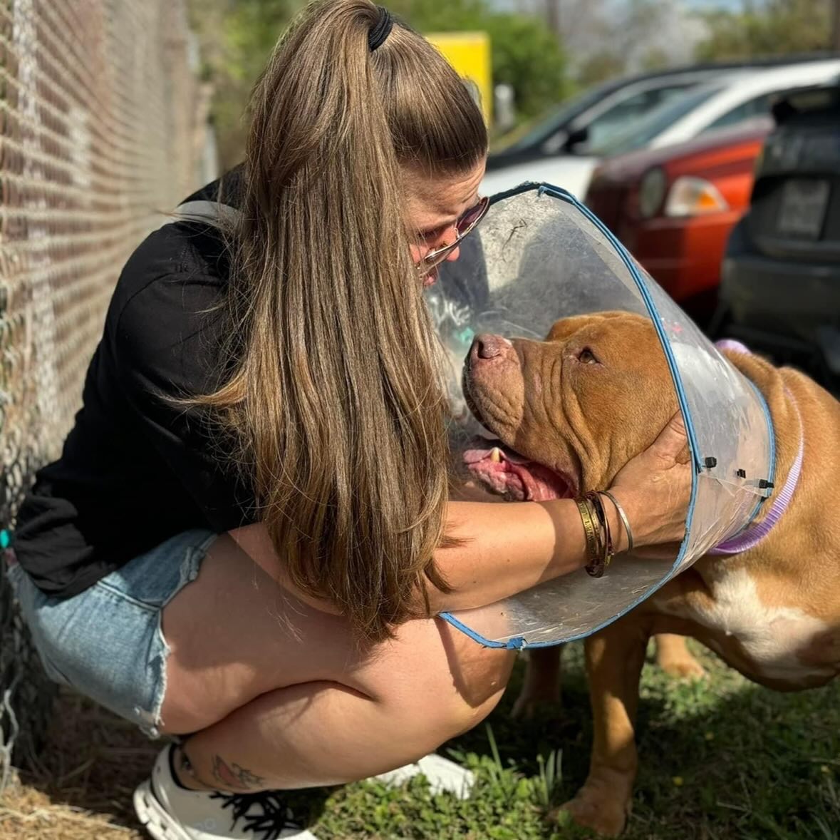 Strong Paws Rescue | Croton-on-Hudson NY