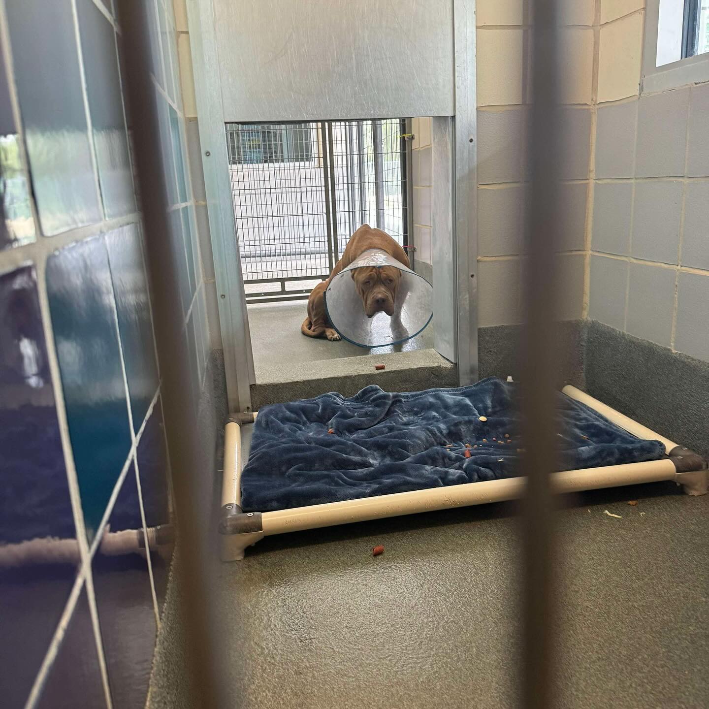 Strong Paws Rescue | Croton-on-Hudson NY