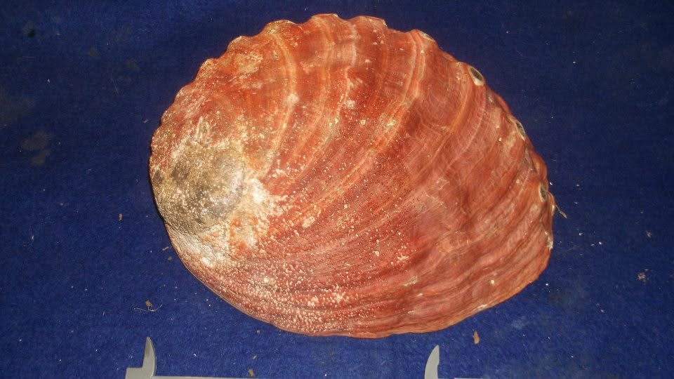 What is the species of this old Pacific white Abalone shell?