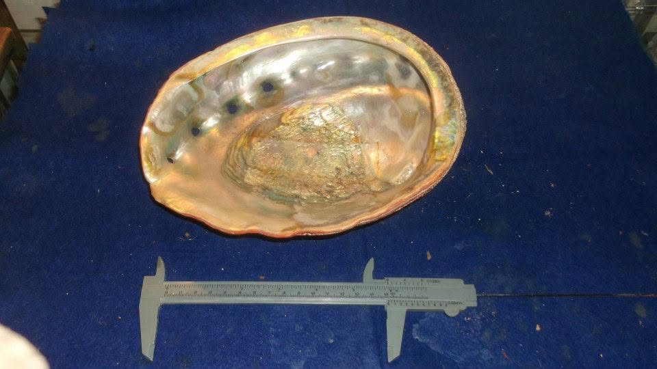 What is the species of this old Pacific white Abalone shell?