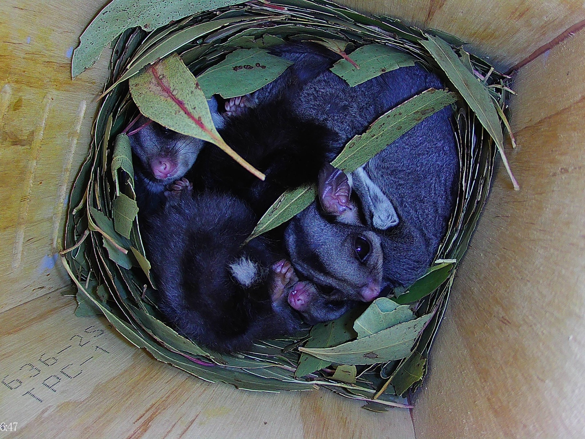 Trust - What's the collective noun for Sugar Gliders in a nest box? We ...