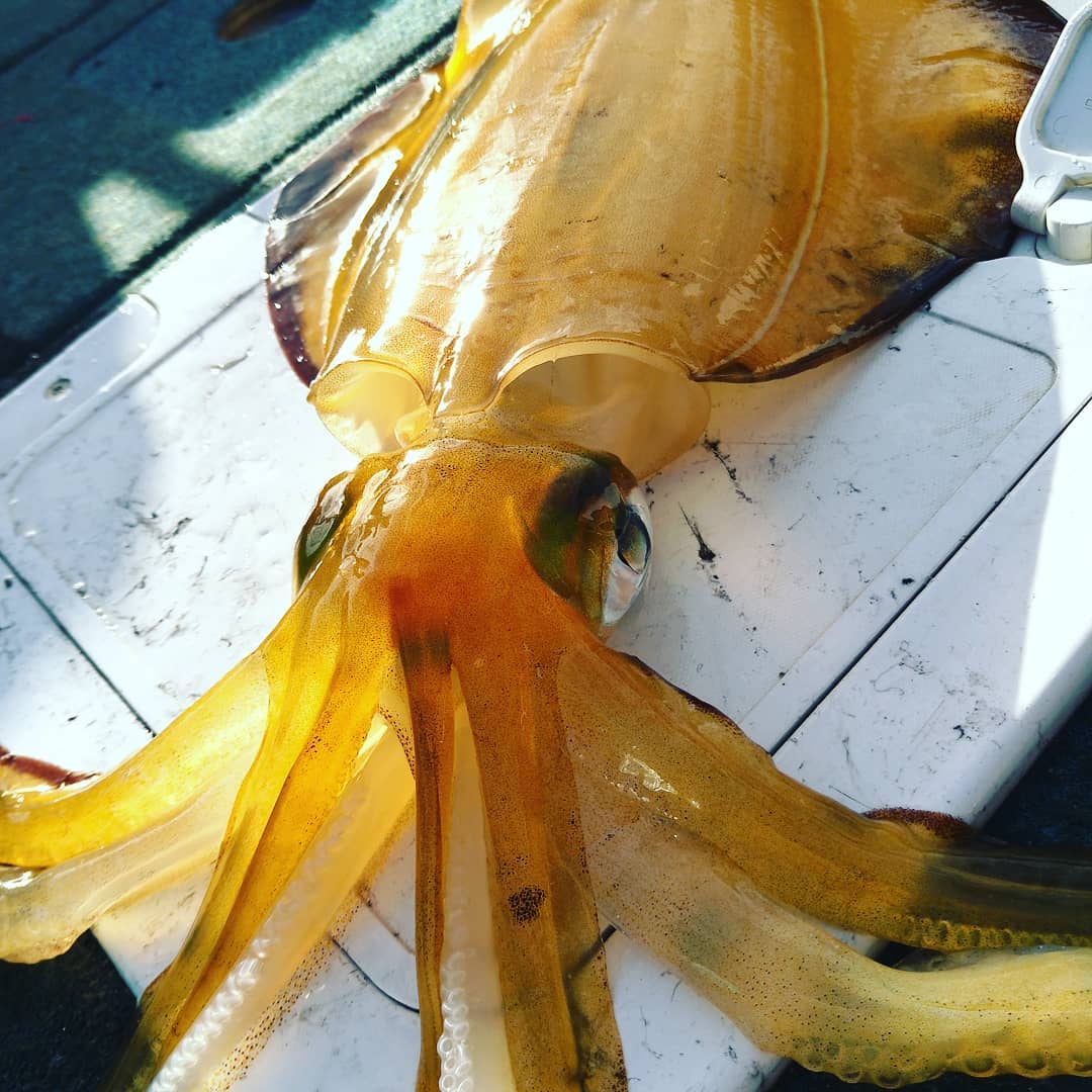 DREAD tackle