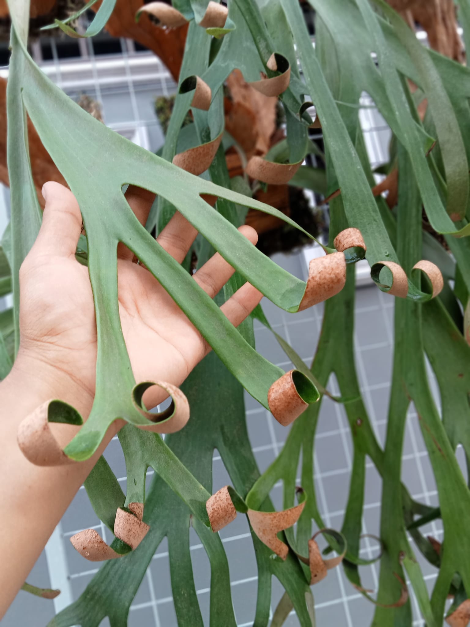 SOLD❌ Platycerium ridleyi 'Pakarang' One of the super narrow type