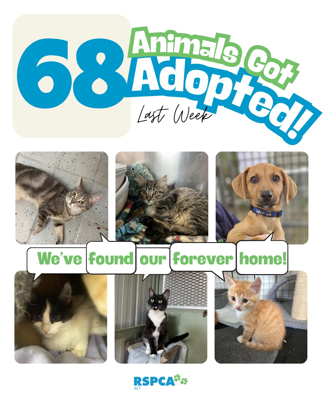 RSPCA ACT - A late update but the news is great! 68 pets... | Facebook