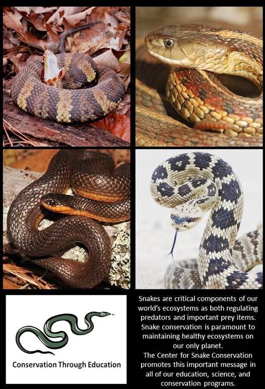 Ideal Conservation Importance For Snake Snake Prey Supply preview