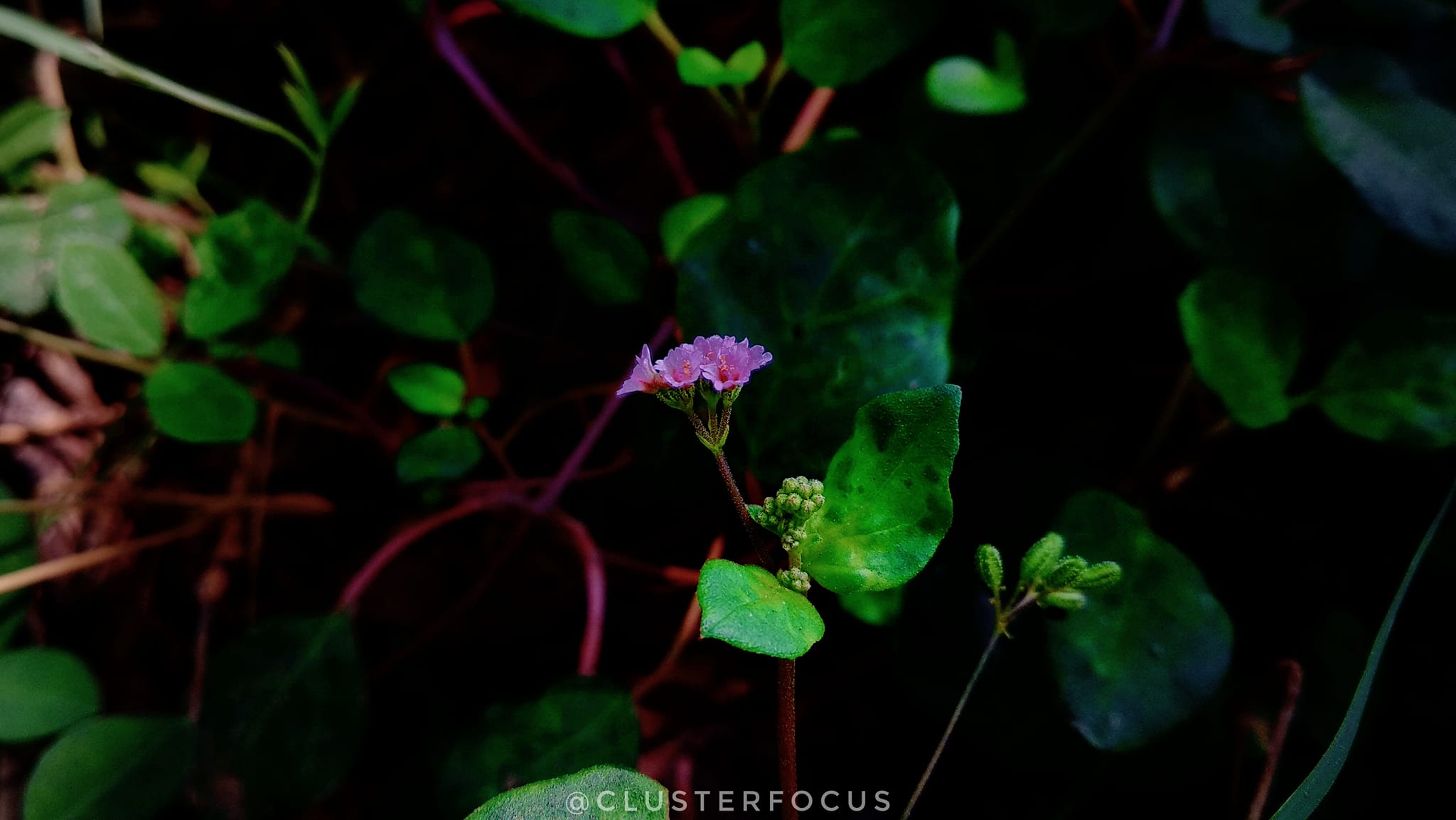 Cluster Focus