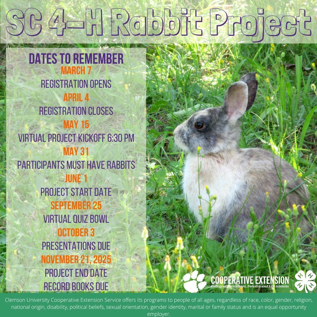 Clarendon 4-H - 🐰 Join the SC 4-H Rabbit Project! 🐇🌱 Are... | Facebook