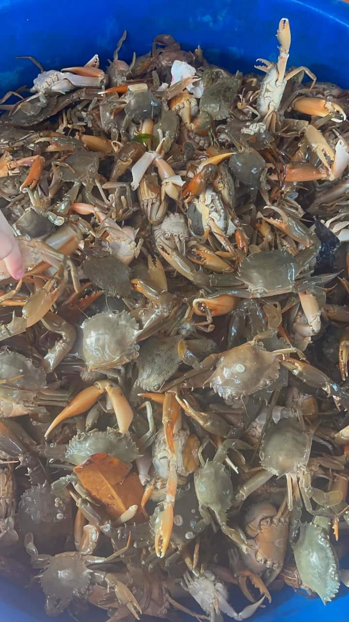 Thôn Đồng Vy Xã Đông La | Con RỐC hay còn gọi là cua đá k phải con ghẹ ...