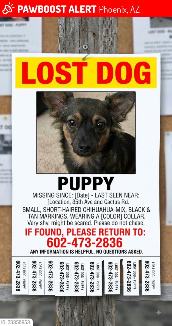 Lost puppy in Phoenix, AZ since August 12, 2026