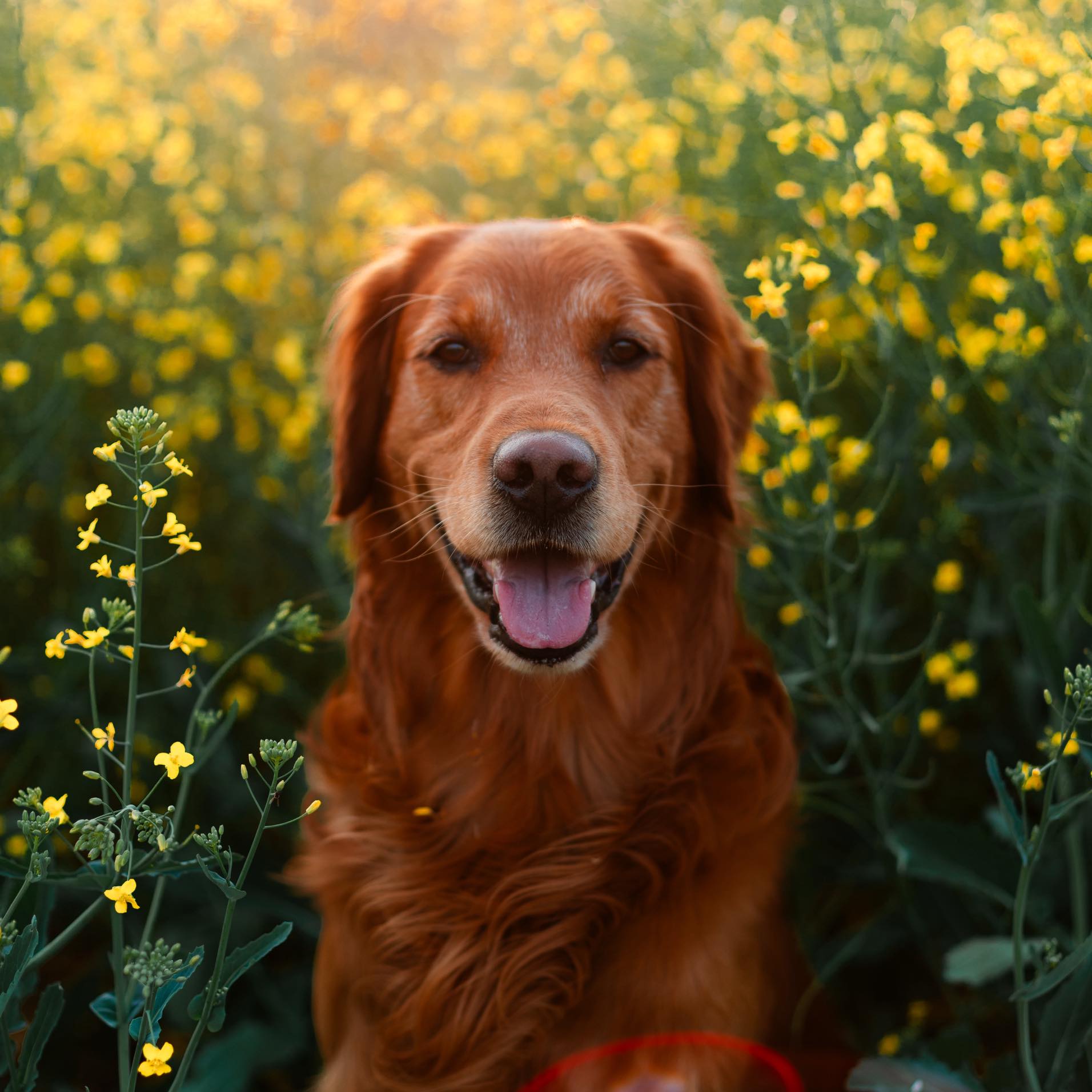 If I could go back to the day I brought home my first dog, I’d probably ...